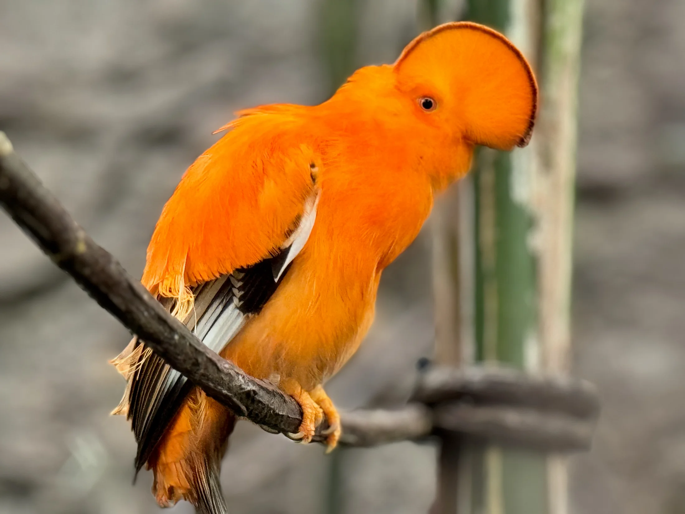 The Guianan cock-of-the-rock (Rupicola rupicola)