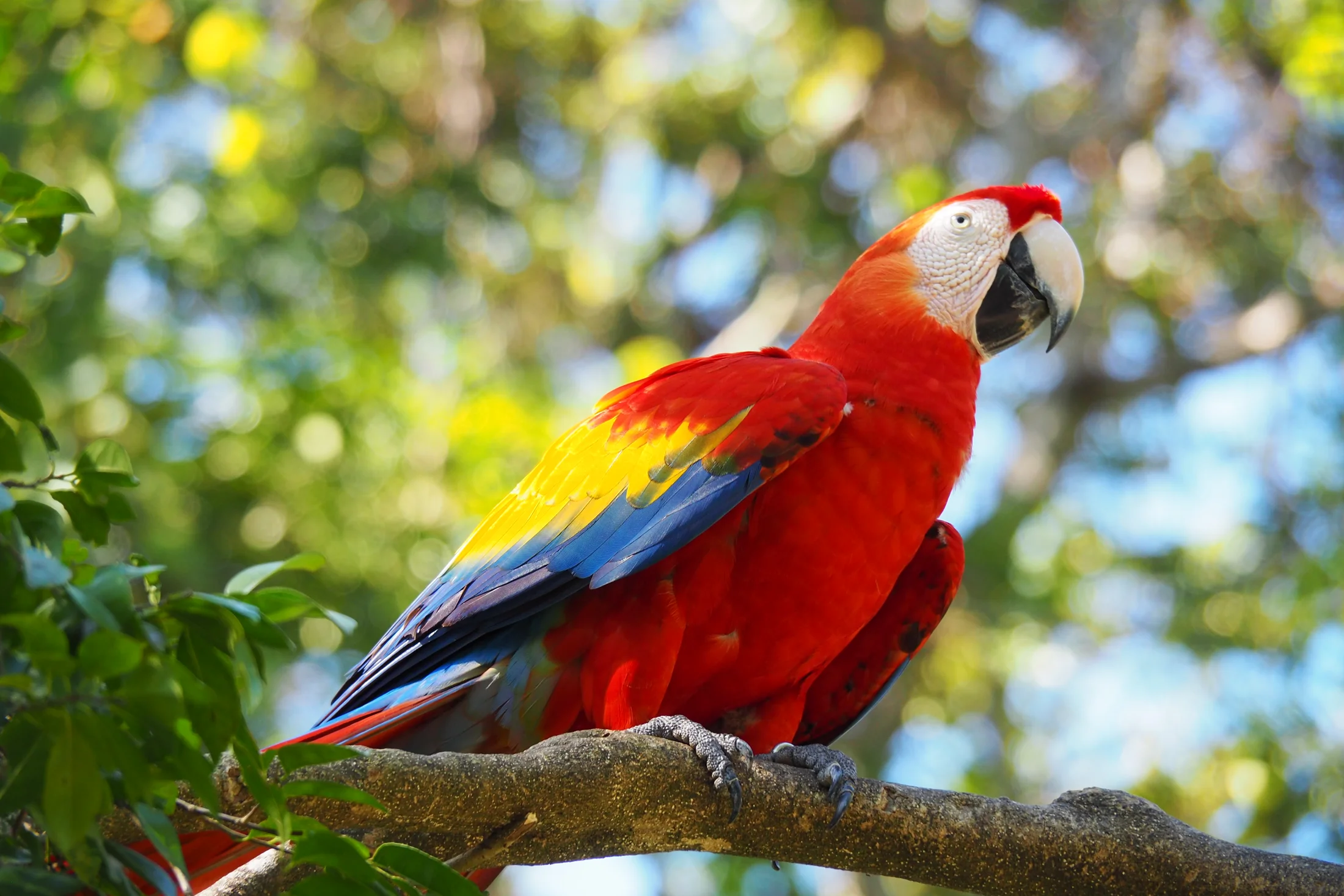 Scarlet Macaw