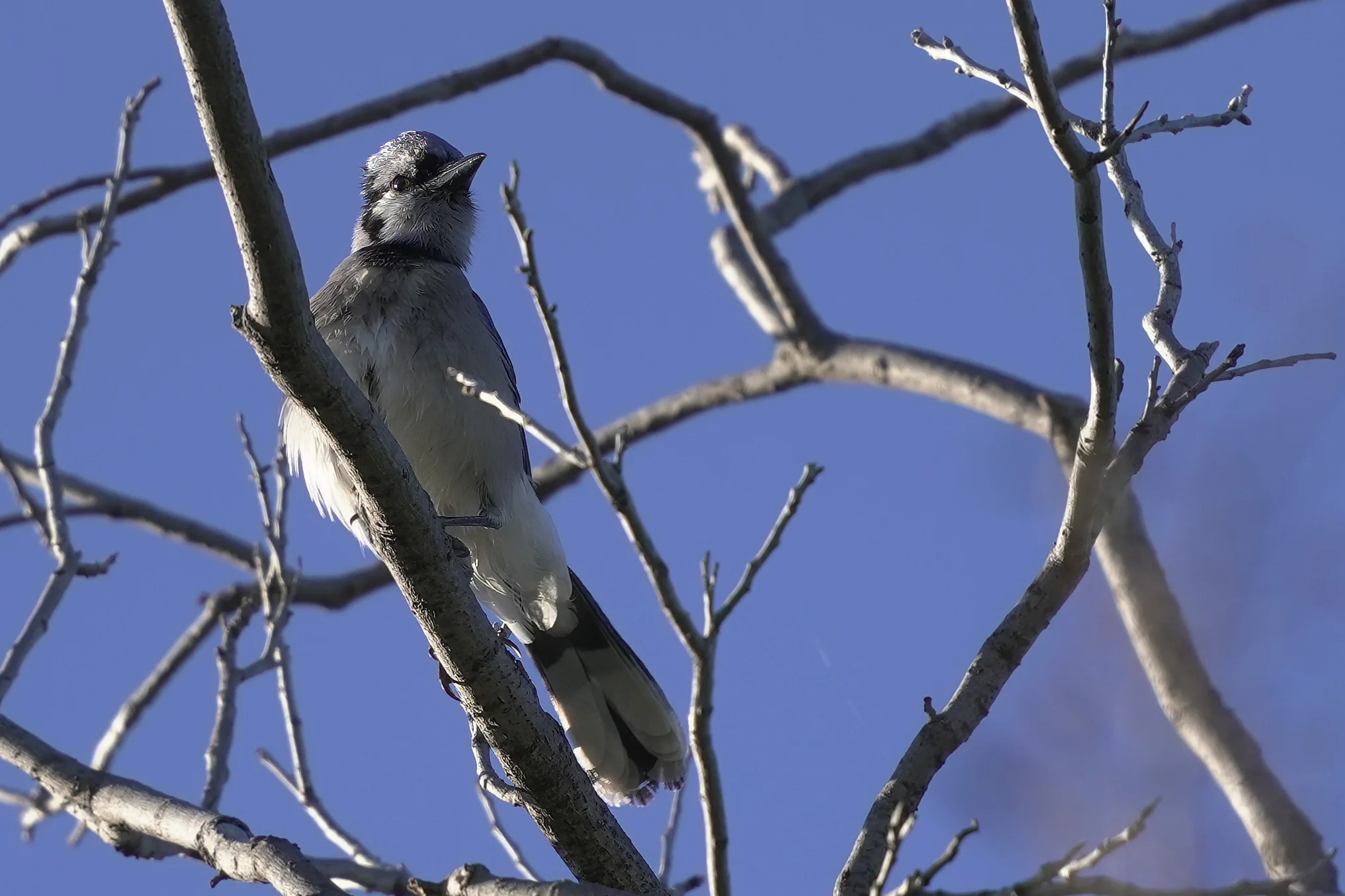 Porch Jay Crop1