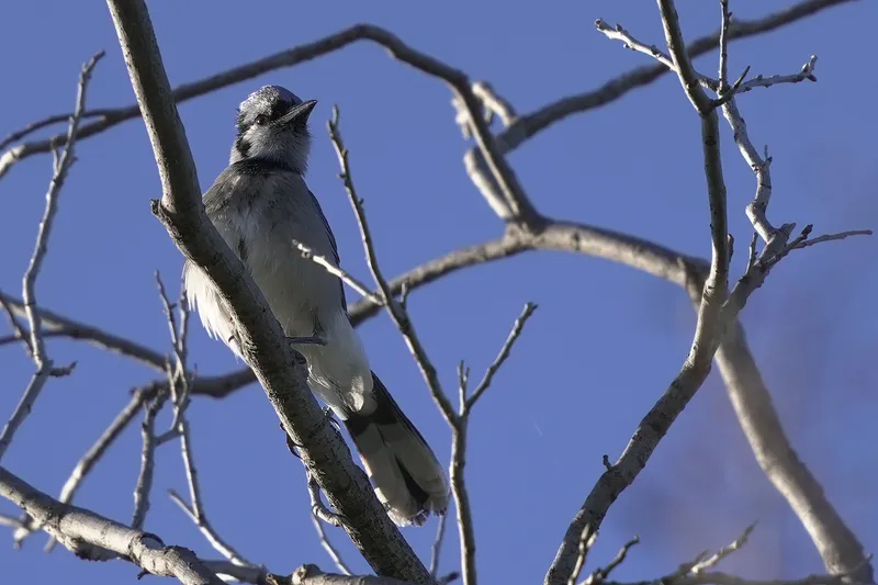 Porch Jay Crop1