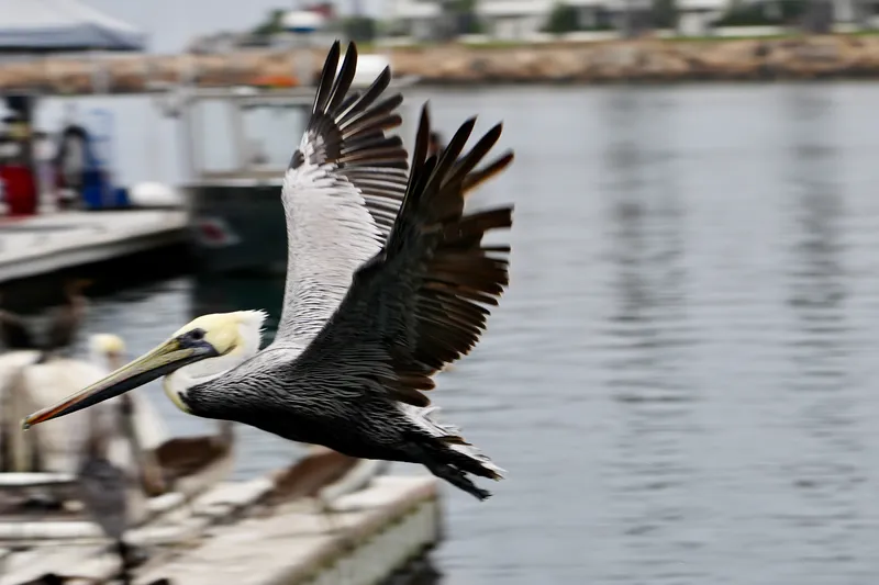 Brown Pelican