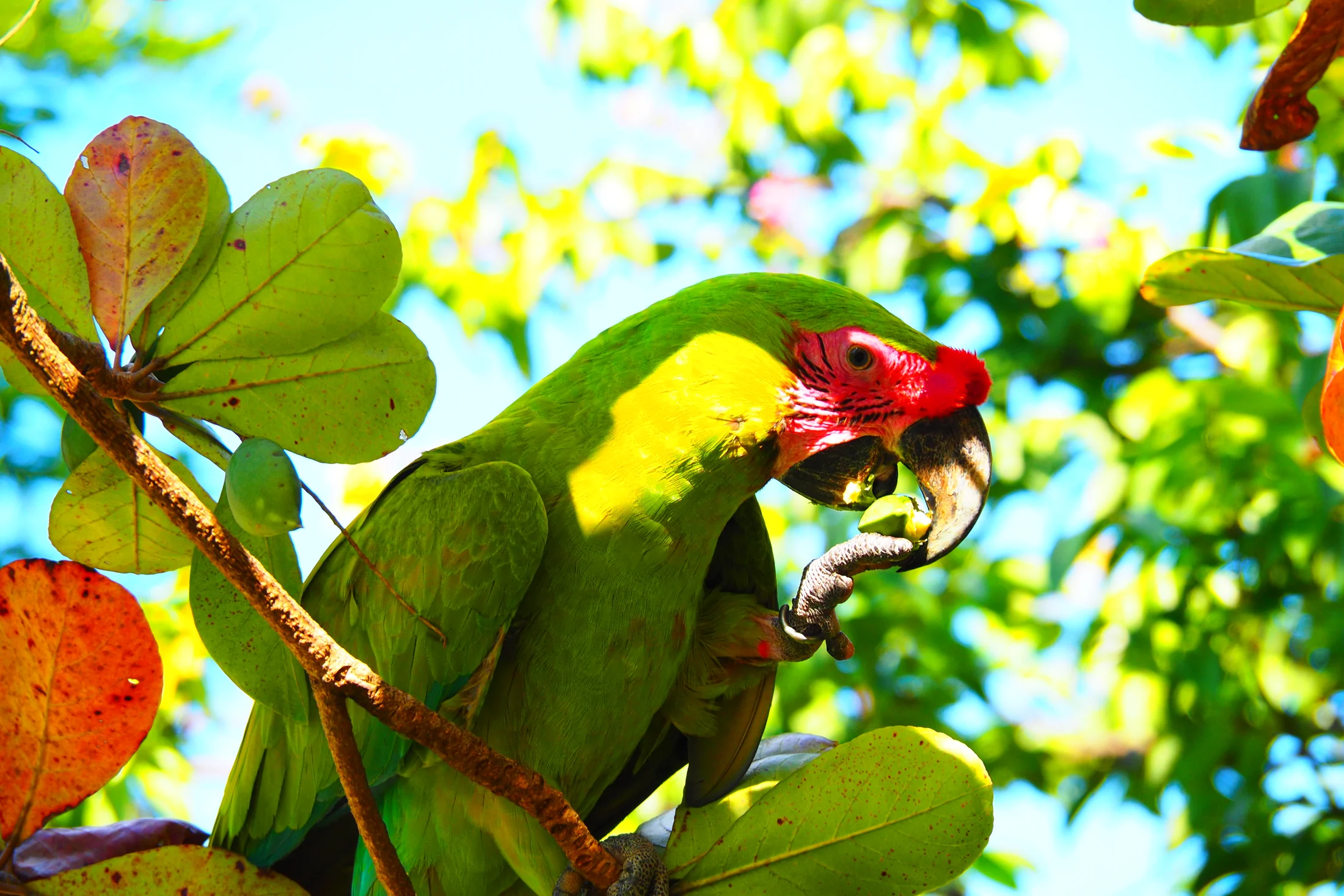 Military Macaw