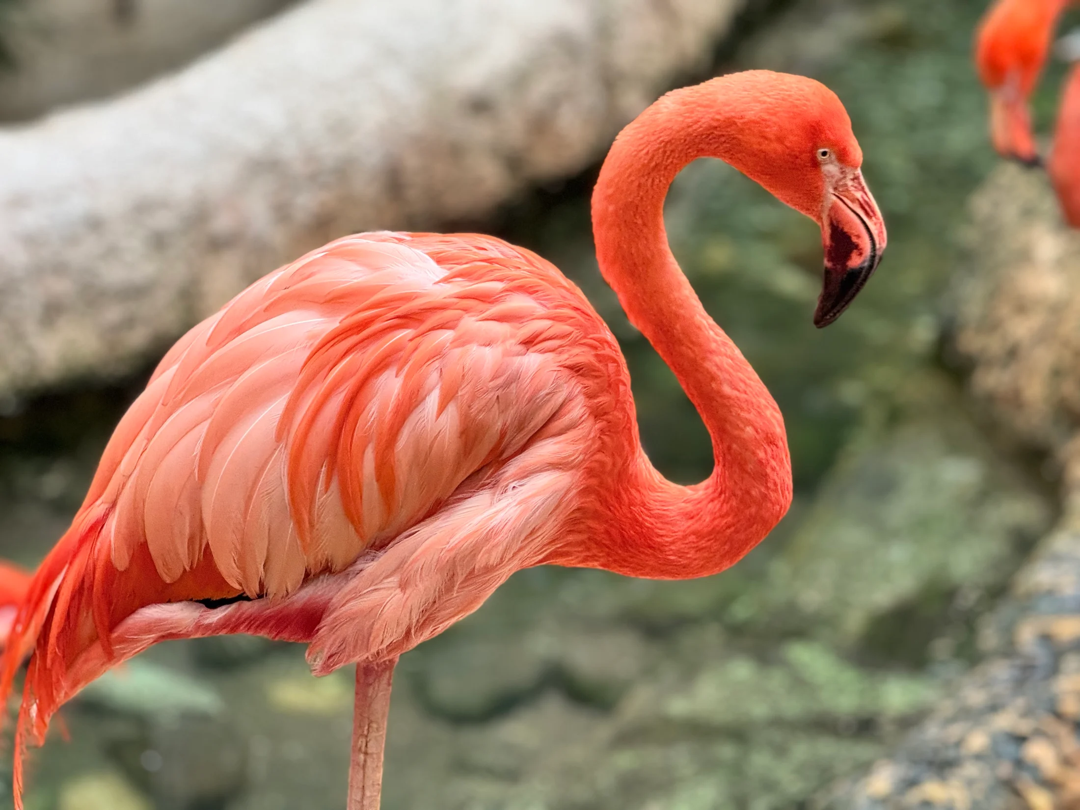 The hottest of Pinks