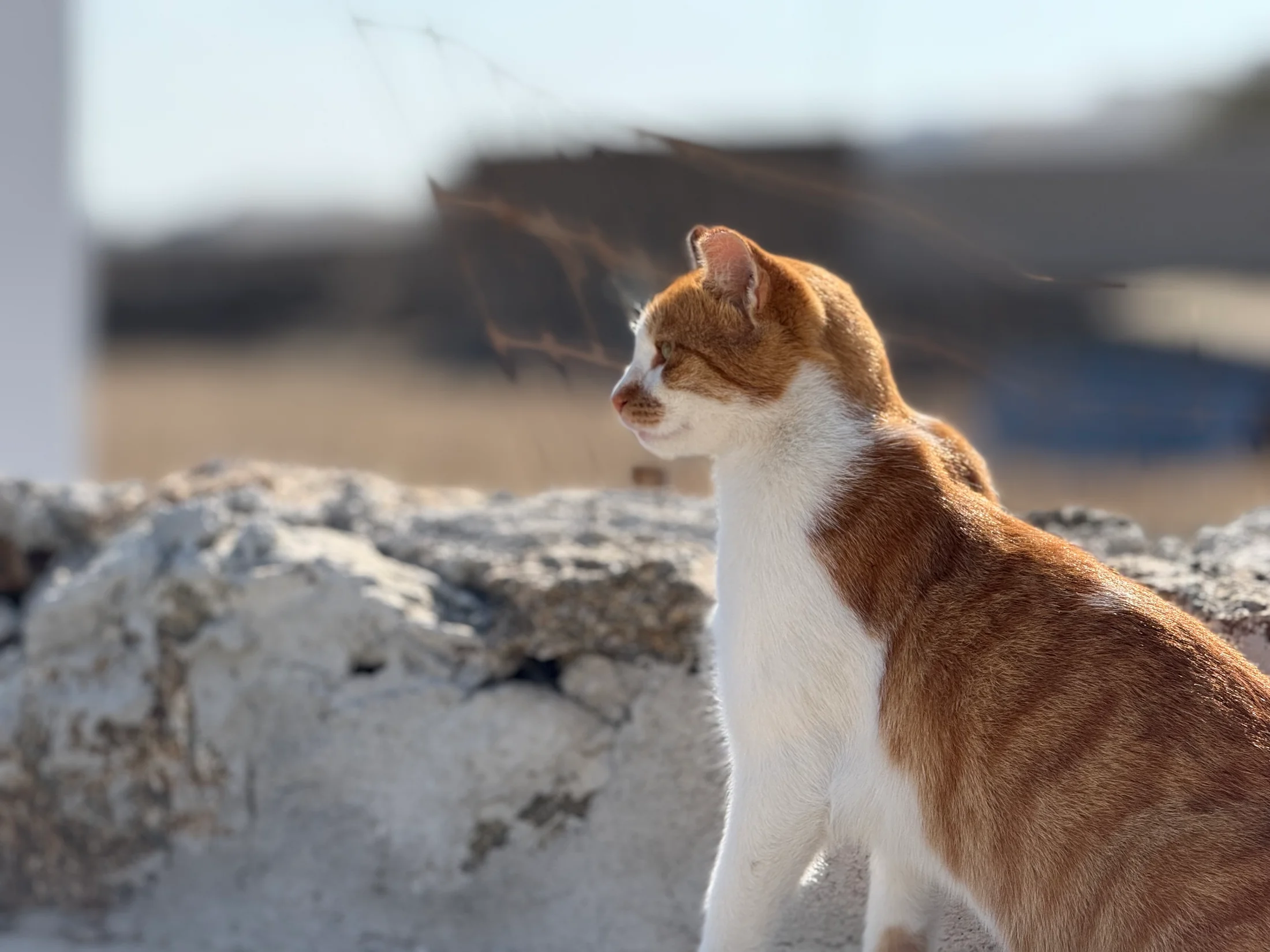 Also Cats of Greece