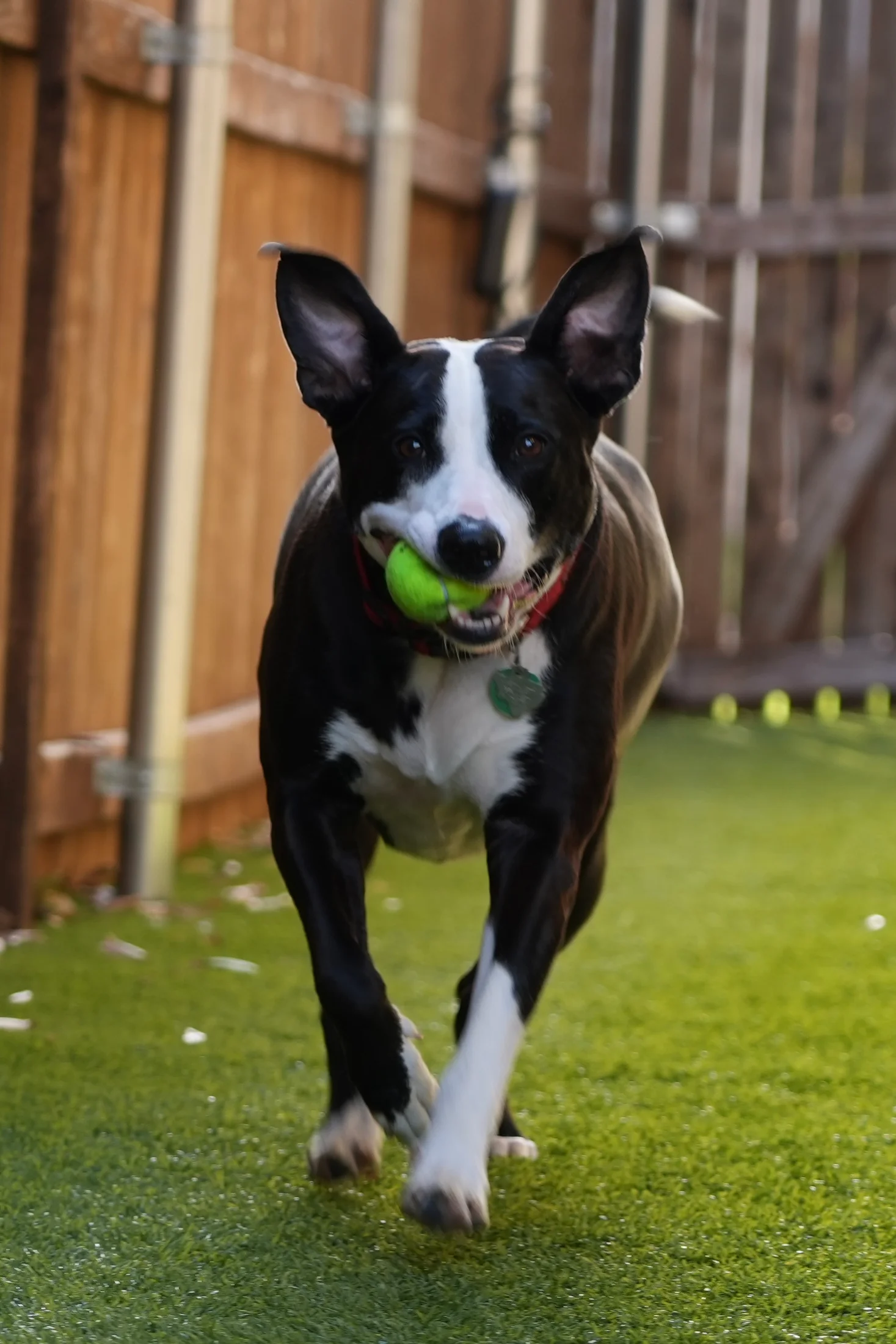 Tennis ball enthusiast