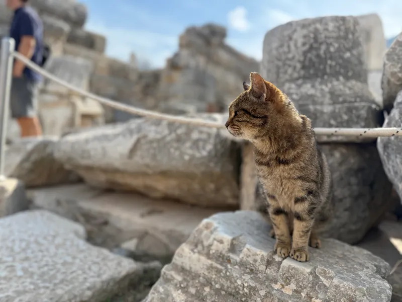 More cats of Türkiye