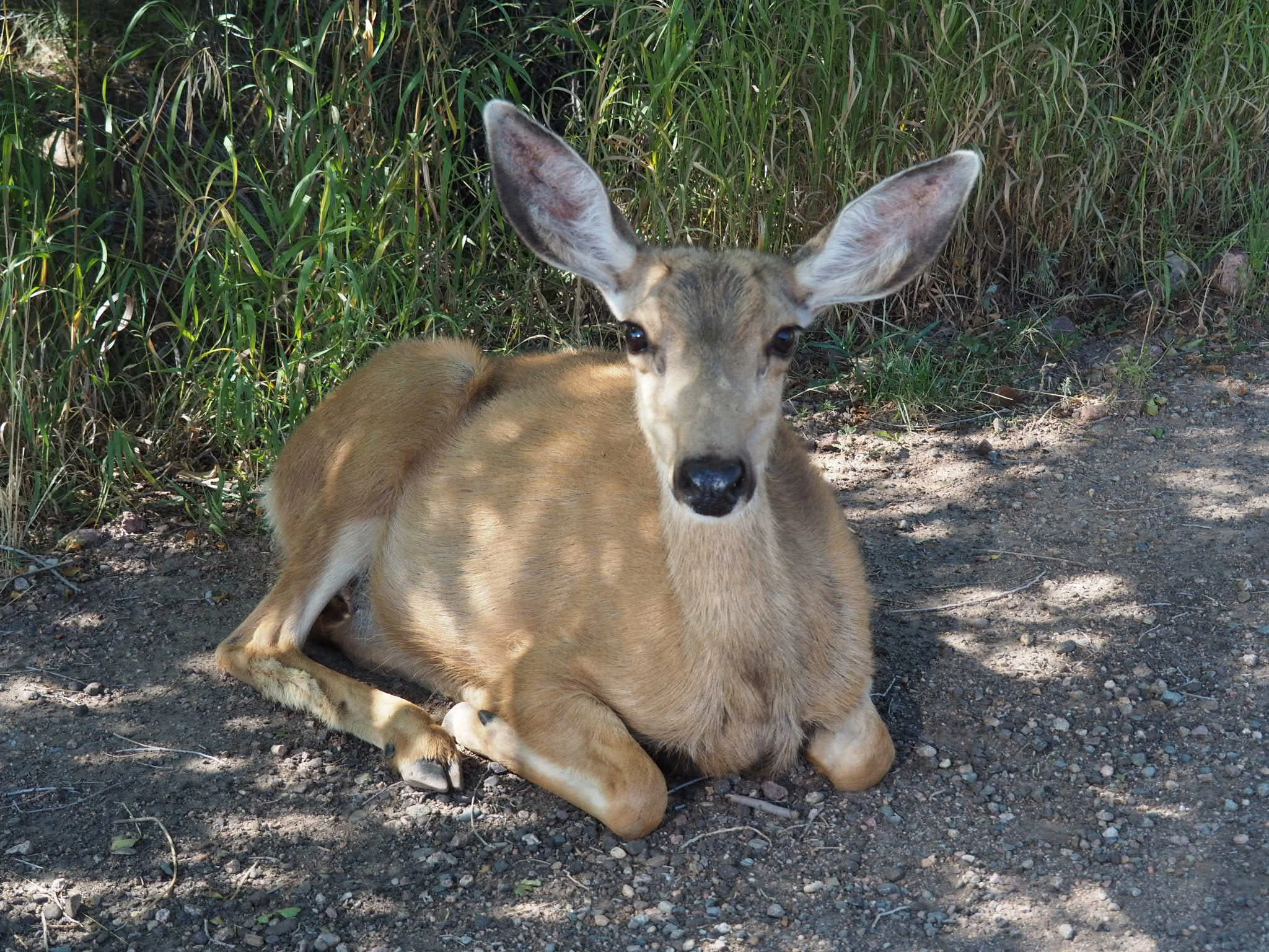 I’m just too tired… deer.