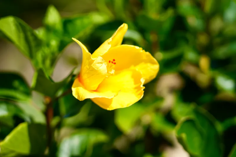 Yellow hibiscus