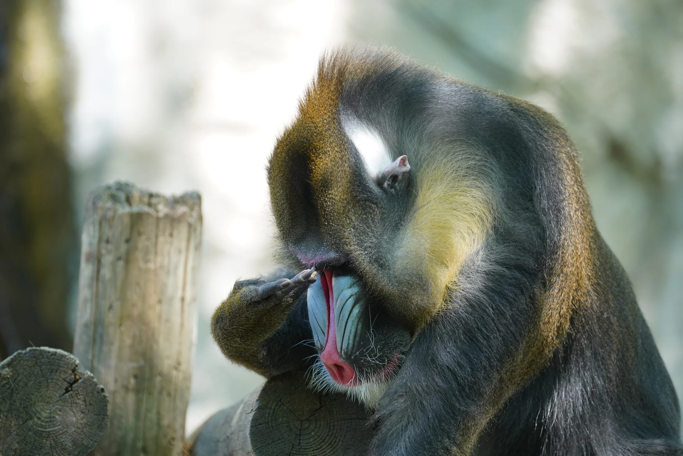 Where did I set my keys… Said the Mandrill to no one in particular
