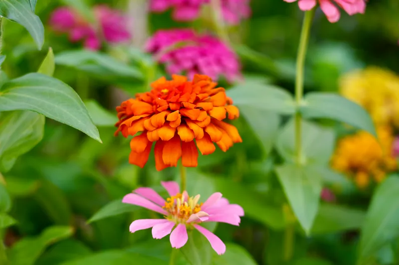 Orange Zinnia