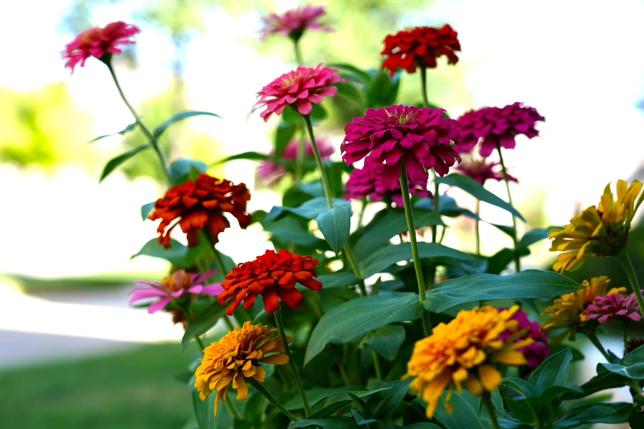 Multi-colored Zinnias