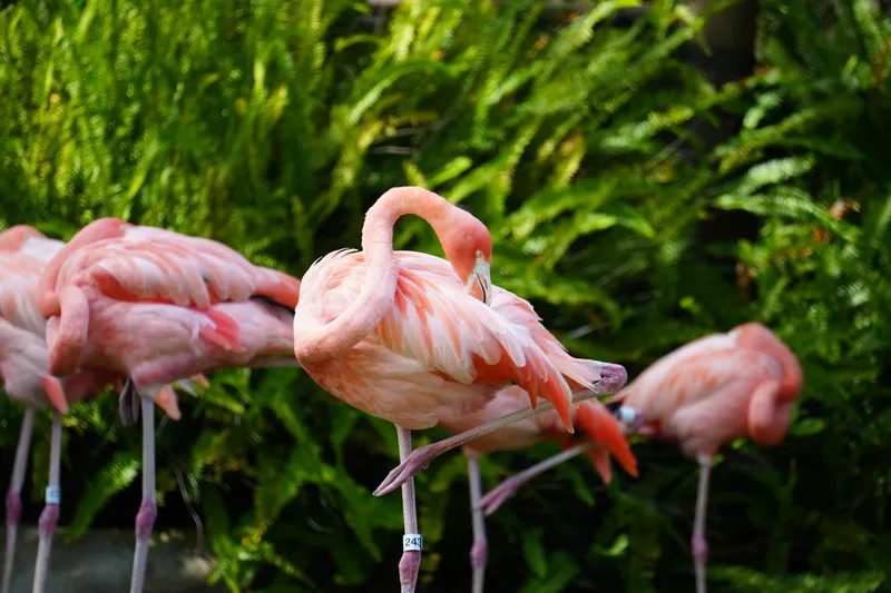 American Flamingo
