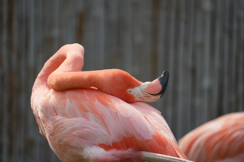 No it can bend like they say, see…