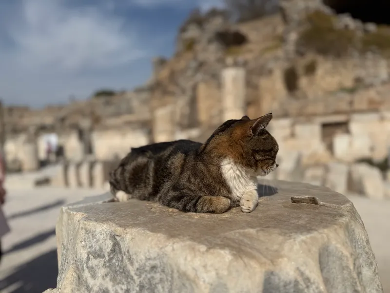 The cats of Türkiye