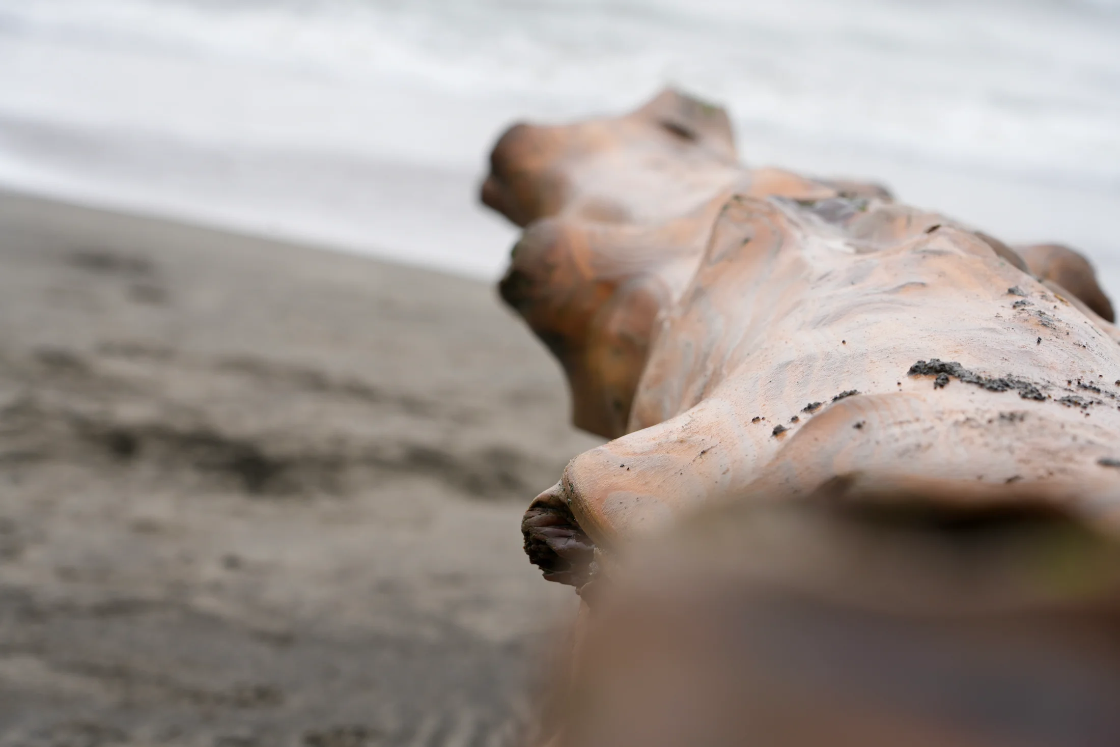 Sea worn beauty