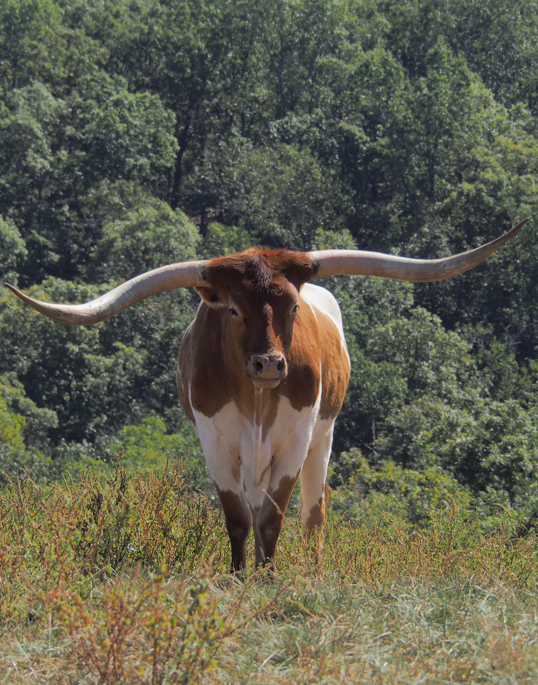 Majestic Longhorn