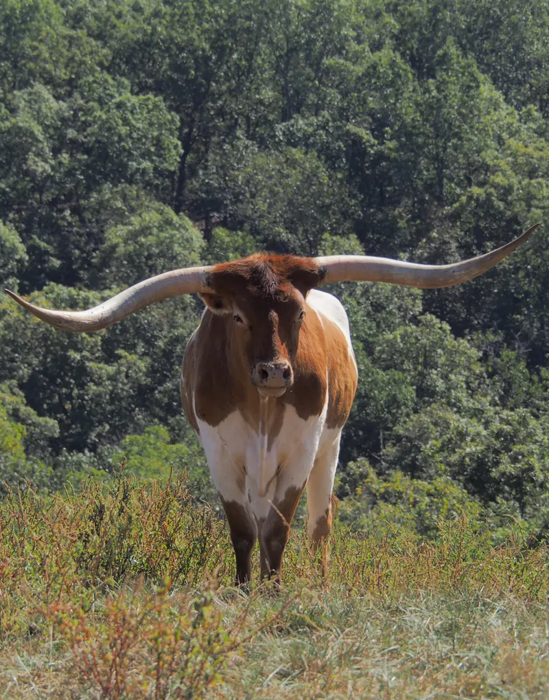 Majestic Longhorn