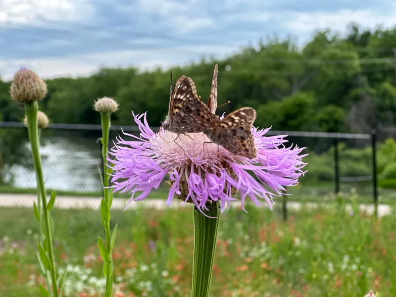 So many butterflys