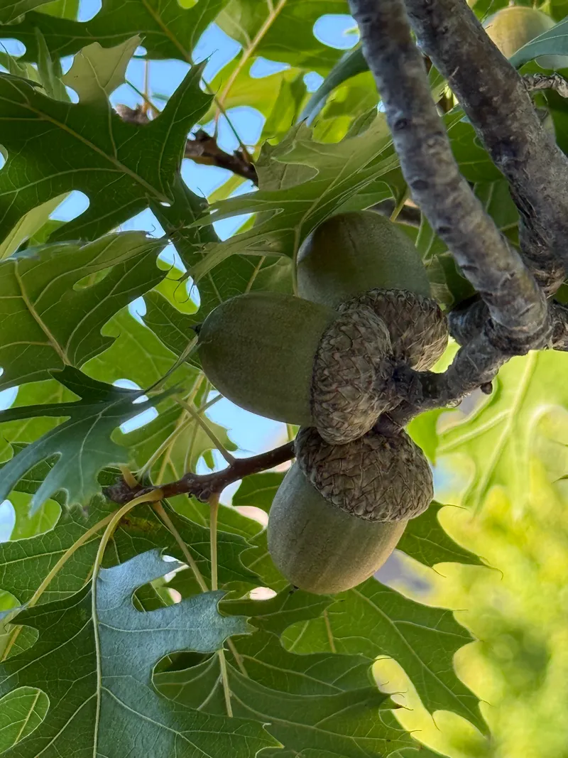 Almost Fall